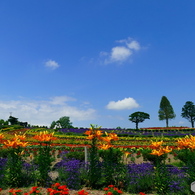 ぜるぶの丘の花畑