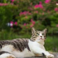 ねこ　その１７８