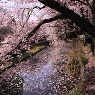 cherry blossom,桜