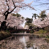 cherry blossom,桜