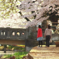 花見
