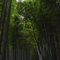 嵐山竹林