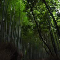 嵐山竹林