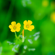 雑草の花