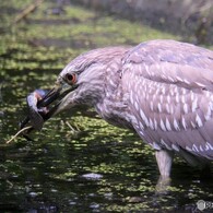 大きなドジョウと格闘