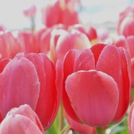 DSCF0456