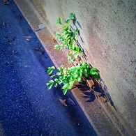草
