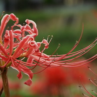 岸辺の曼珠沙華8