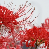 岸辺の曼珠沙華9