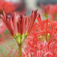 岸辺の曼珠沙華10