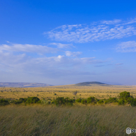 マサイマラ国立自然保護区
