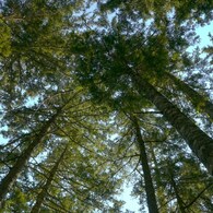 この木々が過ごした時を想う。