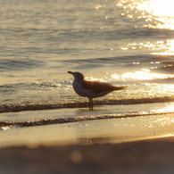 夏のつぎは秋かな