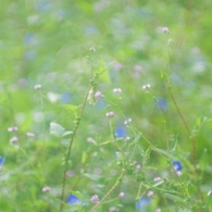 野の秋