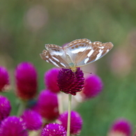 よくわからないけどメスグロヒョウモン♀？　DSC_3461