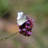 懐かしいね（モンシロチョウ？）　DSC_3370