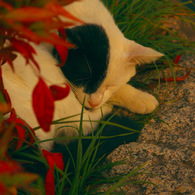 夕焼け眠り猫