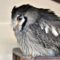 オオコノハズクといいつつ、意外と小さいのは内緒です。