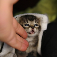 ほっとけないにゃんこ