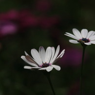 庭園の花３