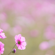 pink cosmos..♡