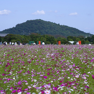 雲と秋桜と耳成山#1