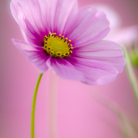秋桜#2