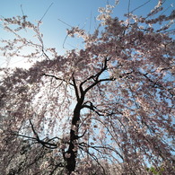 桜、覆う。