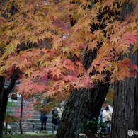 南禅寺752