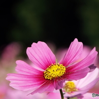 秋桜7