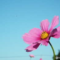 秋桜9