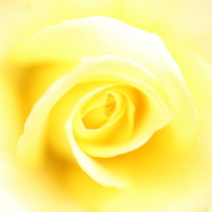 秋薔薇