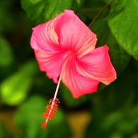 A Taste Of Honey ～Hibiscus～