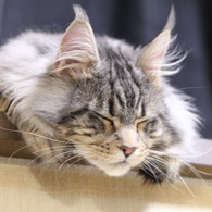 猫だって眠いのです