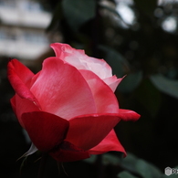 薔薇8