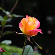 薔薇10