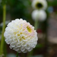 神代植物公園№14-137