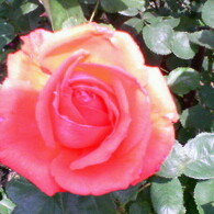 ＰｉｎｋＲｏｓｅ