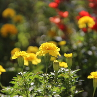 花壇