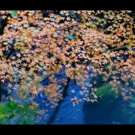 秋彩5
