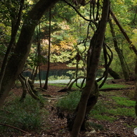 秋色の丸池様-3