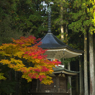 高野山の紅葉#2