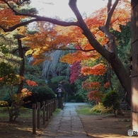 中院・紅葉4