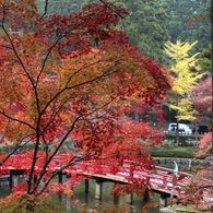 紅葉　2