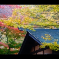 屋根と紅葉7