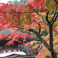 高野山の紅葉