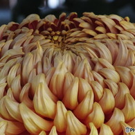 菊花展8