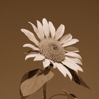 ひまわり