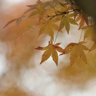 autumn for tokyoites