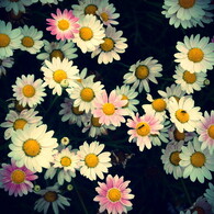花２